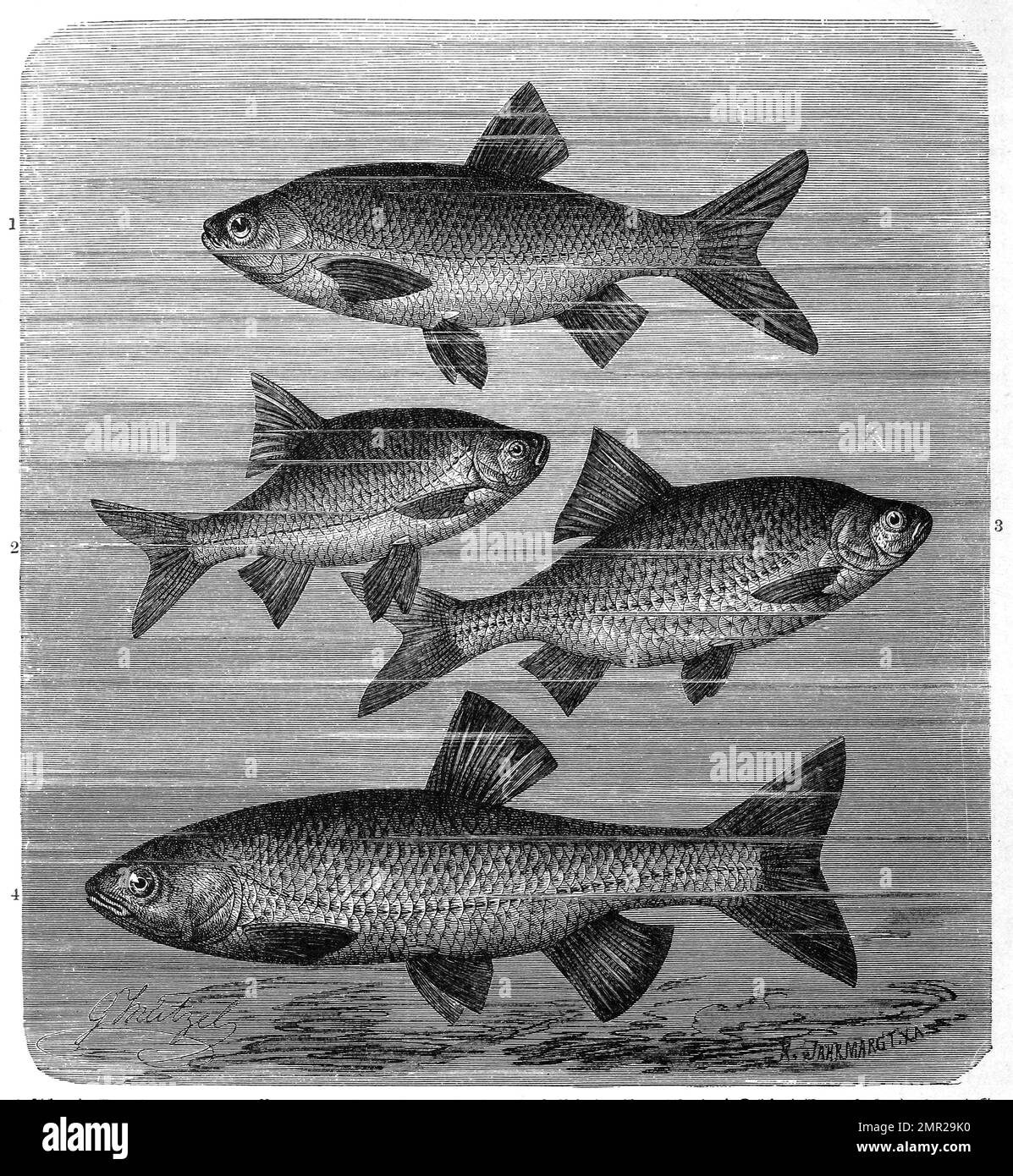 Fisch, 1. Aland, Leuciscus idus, auch Orfe oder Nerfling, Fischart aus der Familie der Karpfenfische, 2. Rotauge, Rutilus rutilus, Plötze, Unechte Rotfeder oder der Schwal, Leuciscus erythrophthalmus, 3. Plötze, Unechte Rotfeder, Leuciscus rutilus, 4. Döbel, Squalius cephalus, Syn. Leuciscus cephalus, auch Alet, Eitel oder Aitel genannt, Fischart aus der Ordnung der Karpfenartigen, Historisch, digital restaurierte Reproduktion von einer Vorlage aus dem 19. Jahrhundert Stock Photo