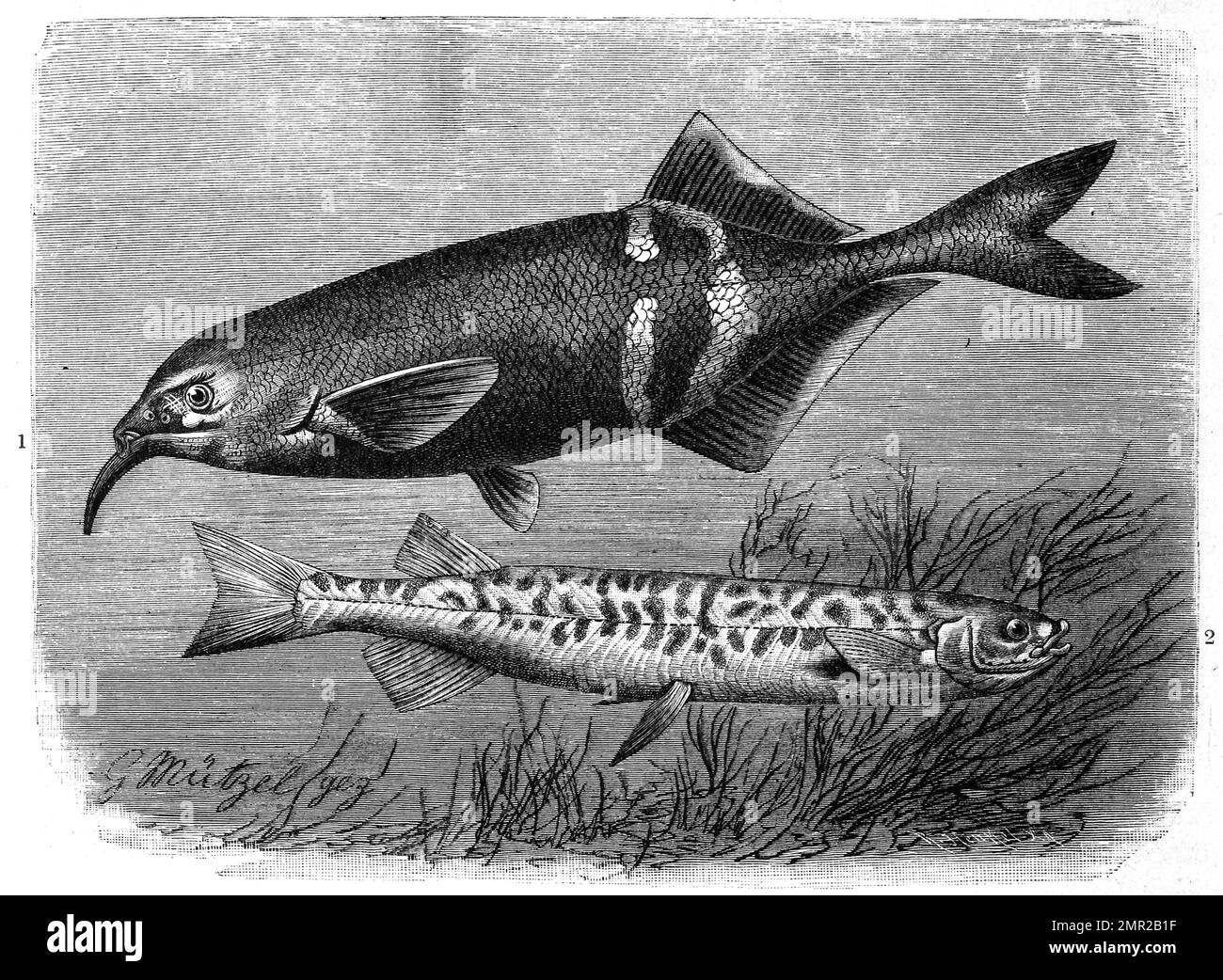 Fisch, Peter's Schnabelfisch, Mormyrus petersi und Schlankhechtling, Galaxias attenuatus, Historisch, digital restaurierte Reproduktion von einer Vorlage aus dem 19. Jahrhundert Stock Photo