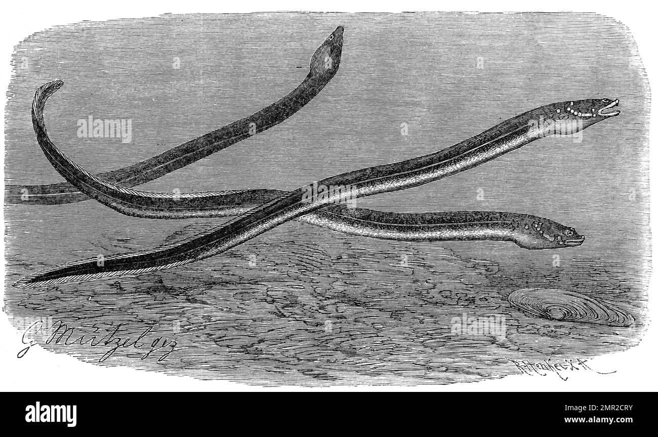 Fisch, Indischer Kurzschwanzaal, Symbranchus bengalensis, Historisch ...