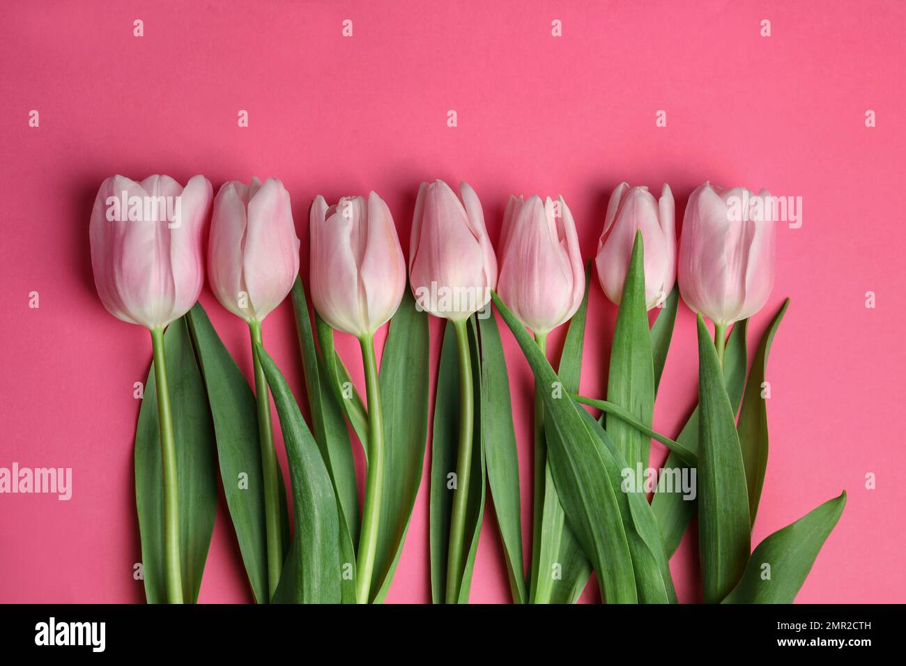 Beautiful spring tulips on pink background, flat lay Stock Photo - Alamy