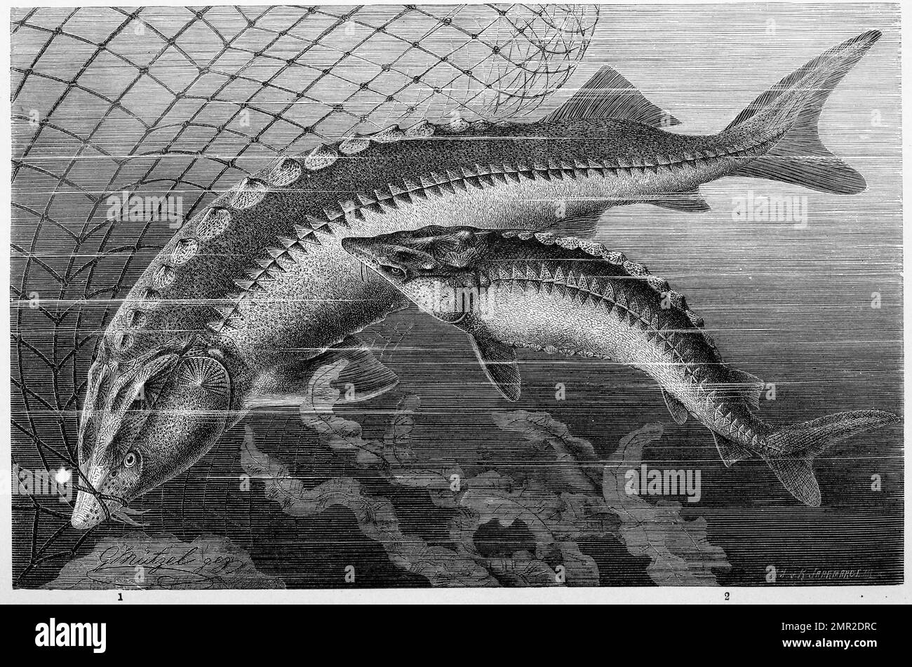 Fisch, Störe 1. Europäischer Hausen, Huso huso, 2. Atlantischer Stör ...