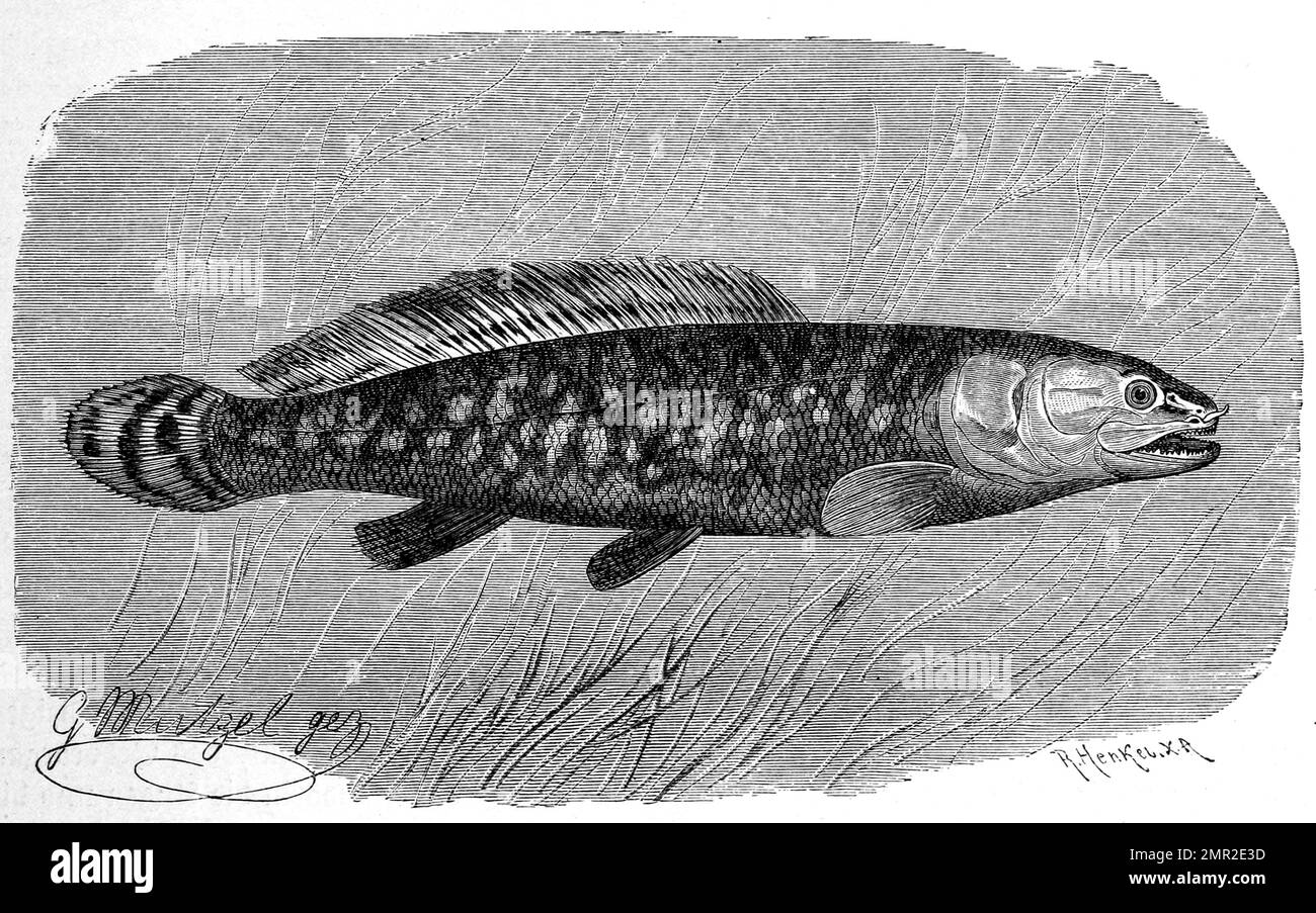 Fisch, Kahlhecht oder Amerikanischer Schlammfisch, Amia calva, Historisch, digital restaurierte Reproduktion von einer Vorlage aus dem 19. Jahrhundert Stock Photo