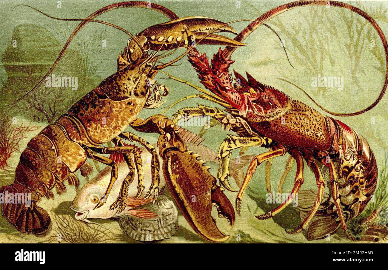 Europäische Hummer, Homarus gammarus und Karibik-Languste, Panulirus argus ist ein Zehnfußkrebs aus der Familie der Langusten, Historisch, digital restaurierte Reproduktion von einer Vorlage aus dem 19. Jahrhundert Stock Photo