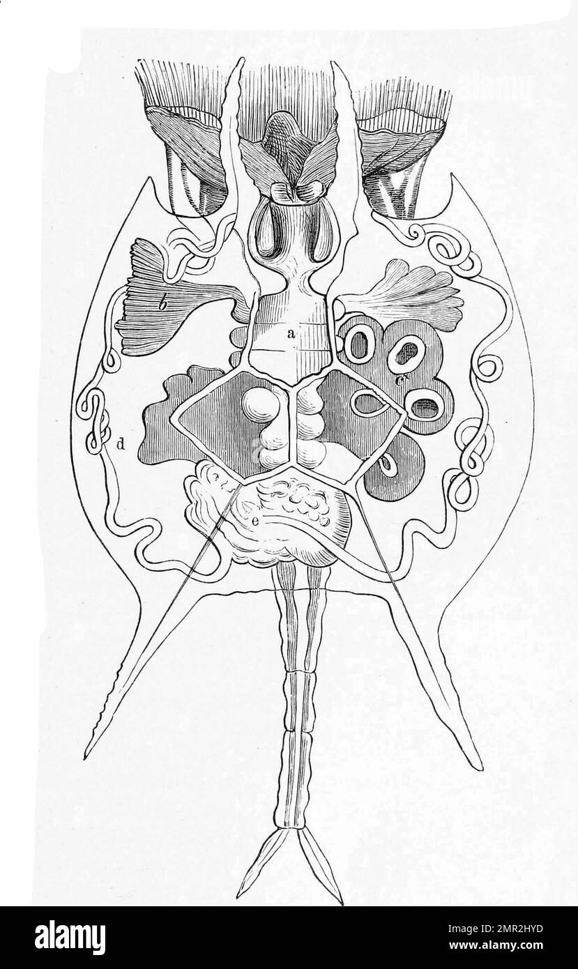 Schild-Rädertier, Noteus quadricornis, Historisch, digital restaurierte ...