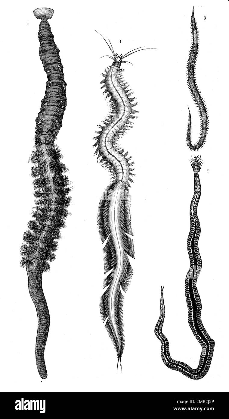Polychaete worms Black and White Stock Photos & Images Alamy