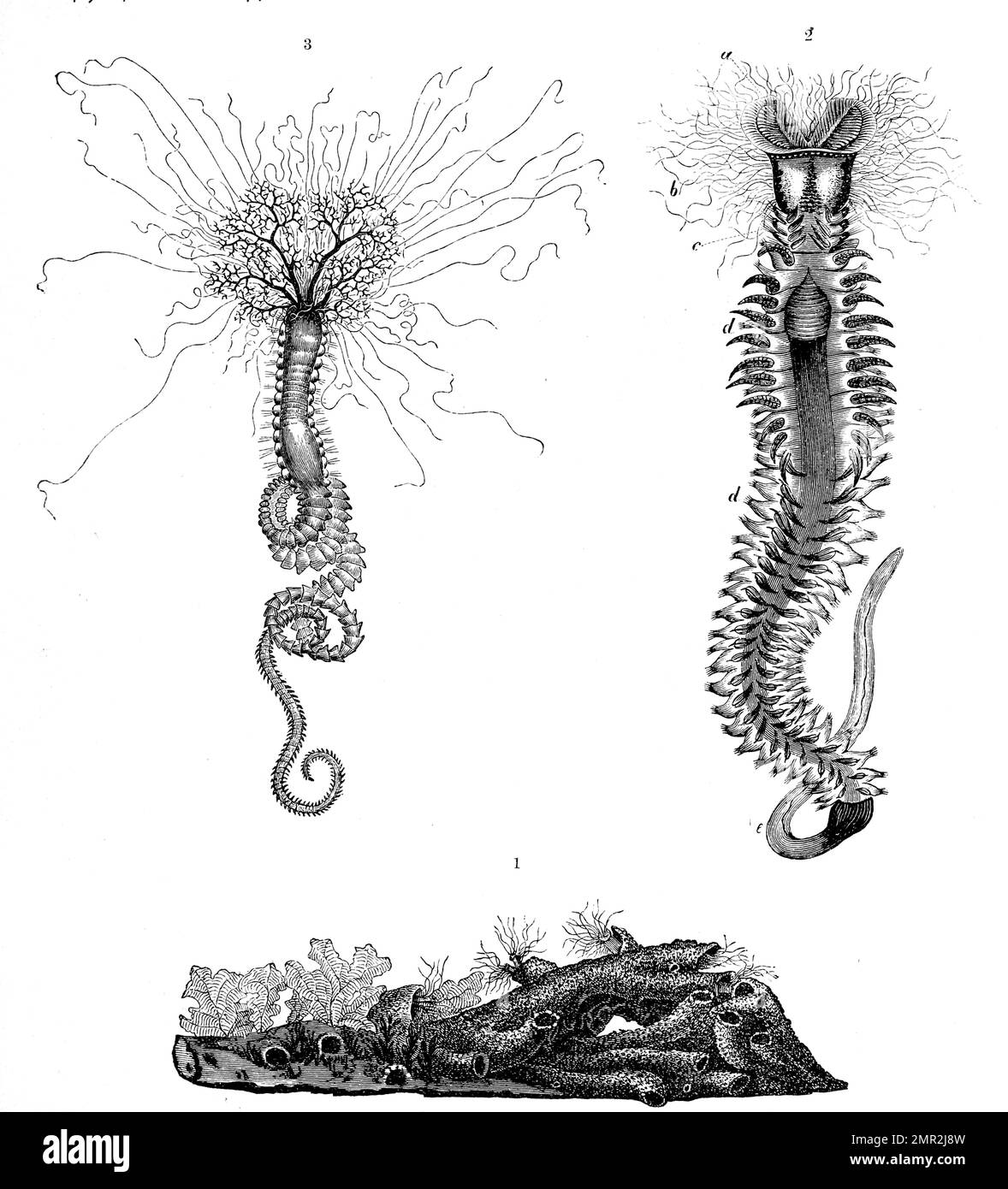 1. Röhren der Hermella alveolata, Sandwurm, 2. Hermella, 3. Terebella emmalina, Historisch, digital restaurierte Reproduktion von einer Vorlage aus dem 19. Jahrhundert Stock Photo