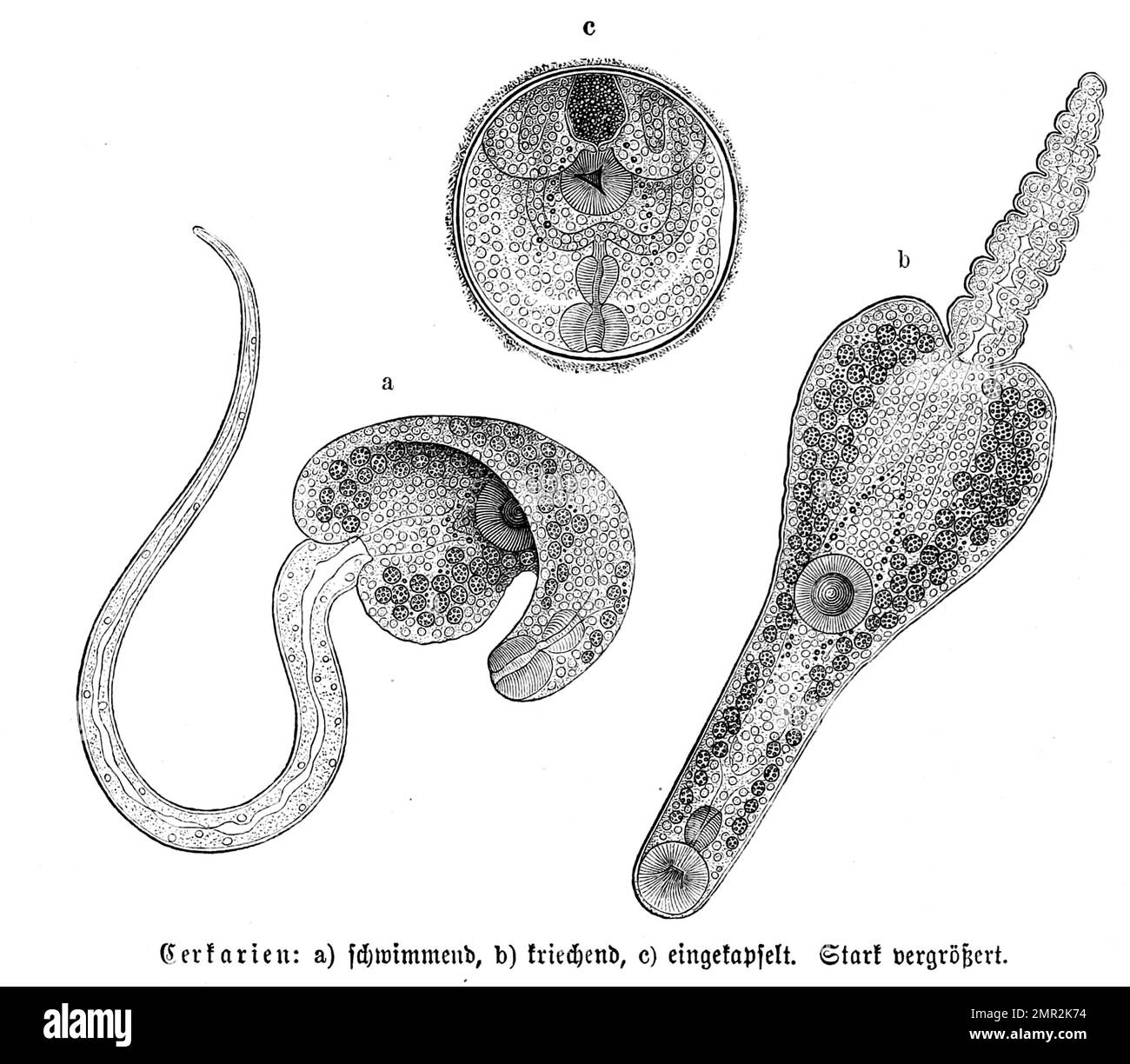 Cerkarien, a. schwimmend, b. kriechend, c. eingekapselt, Zerkarien oder  Gabelschwanzlarven sind die Larven von kleinen Saugwrmern, Historisch,  digital restaurierte Reproduktion von einer Vorlage aus dem 19. Jahrhundert  Stock Photo - Alamy
