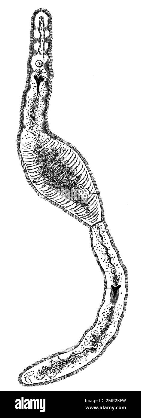 Einäugiges Engmaul, Stenostomum monocelis, Historisch, digital restaurierte Reproduktion von einer Vorlage aus dem 19. Jahrhundert Stock Photo
