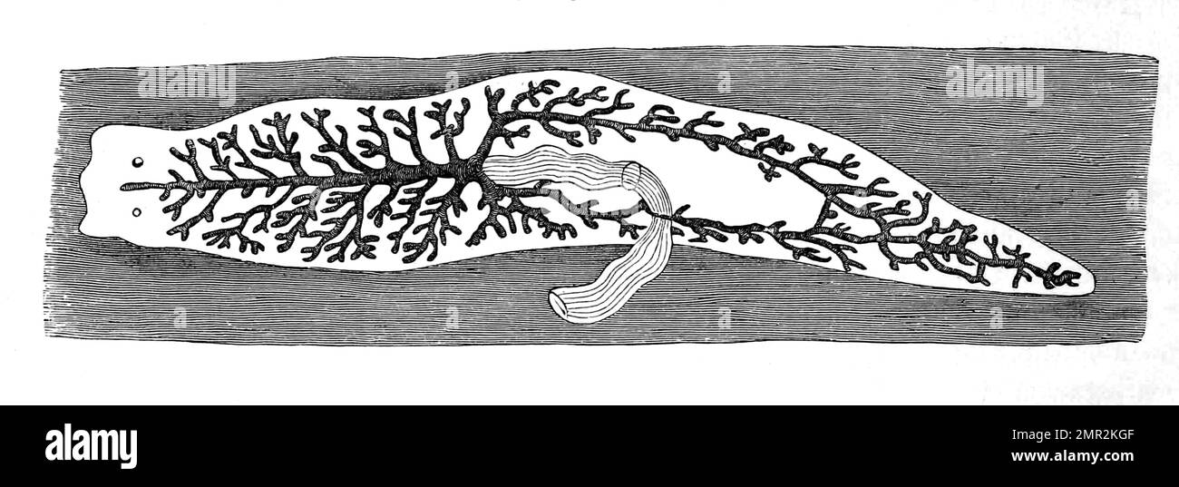 Umriß einer Dendrocoele, eine Gattung von Süßwasser-Triclads, Strudelwurm, Historisch, digital restaurierte Reproduktion von einer Vorlage aus dem 19. Jahrhundert Stock Photo