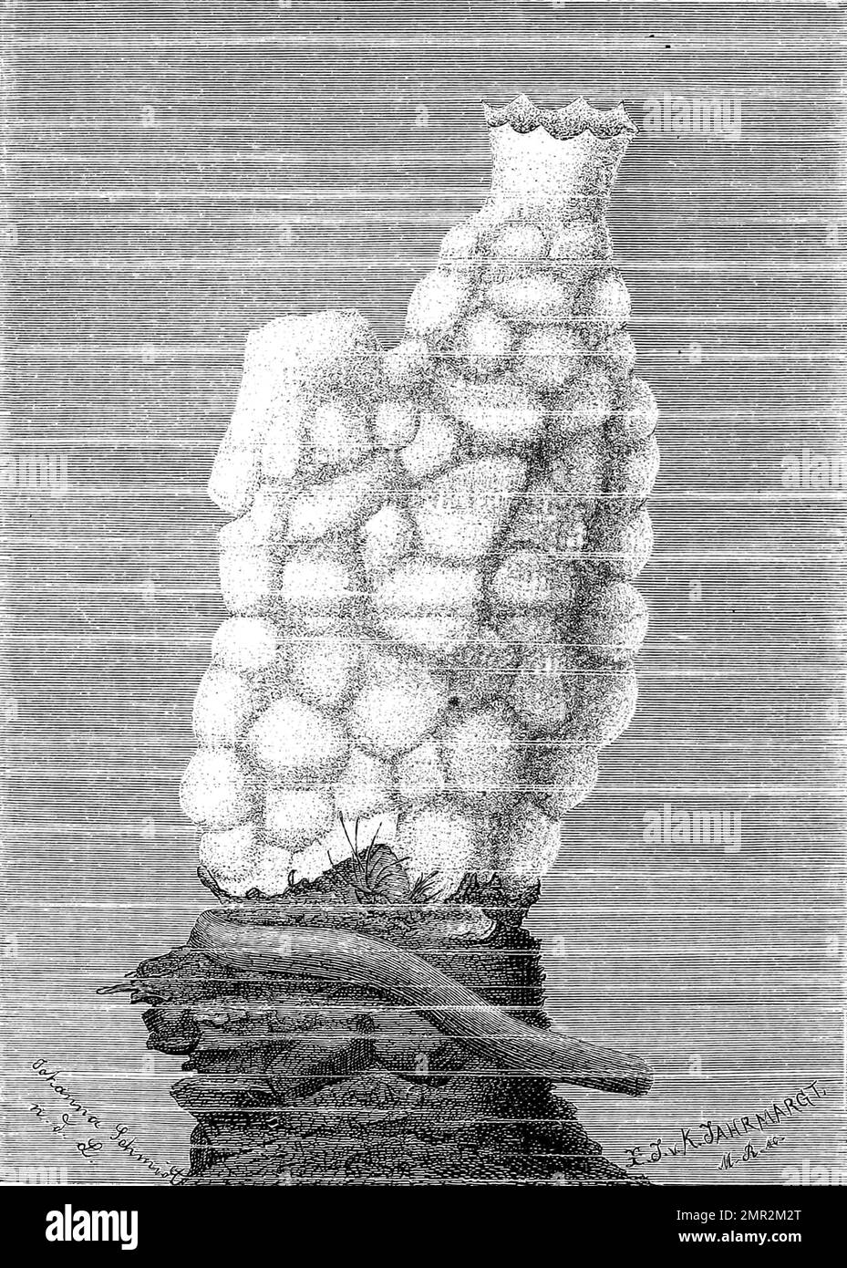 Phallusia mamillaris, a solitary marine tunicate of the ascidian class found in the eastern Atlantic Ocean and the Mediterranean Sea, Historisch, digital restaurierte Reproduktion von einer Vorlage aus dem 19. Jahrhundert Stock Photo
