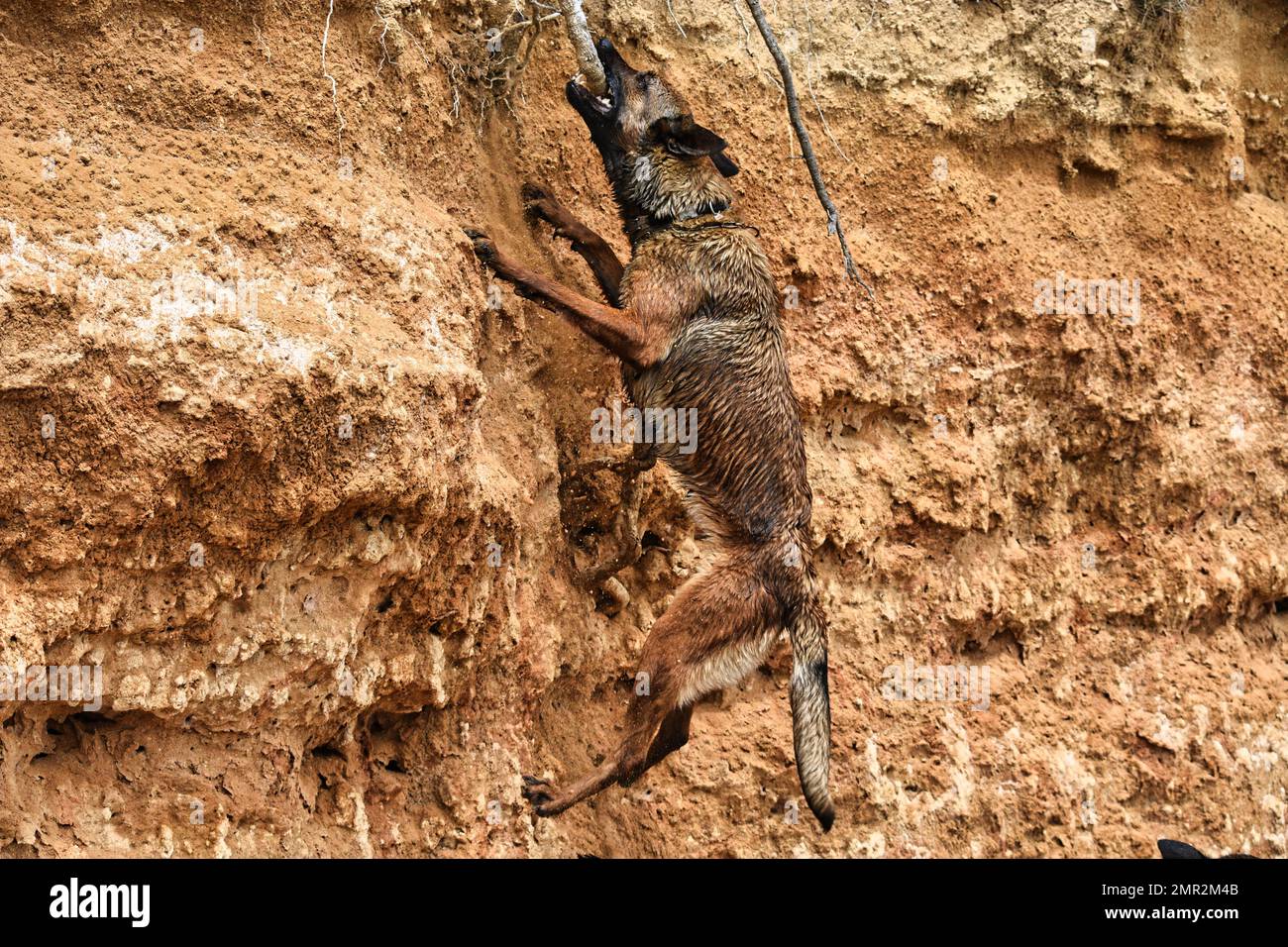 Dogs That Climb Rocks A strong brown dog climbing rocky wall and catching a branch Stock ...