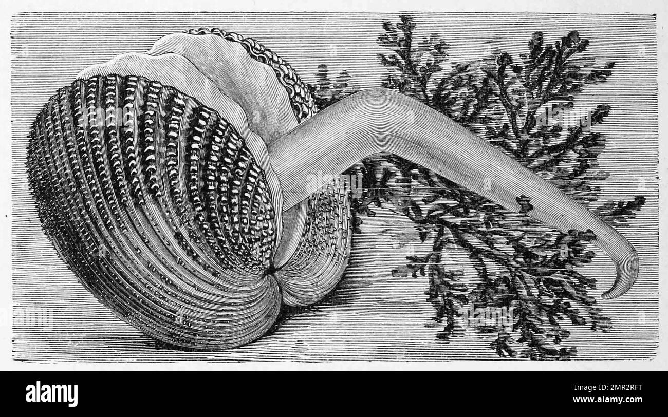 Stachlige Herzmuschel, Cardium echinatum, Historisch, digital restaurierte Reproduktion von einer Vorlage aus dem 19. Jahrhundert Stock Photo