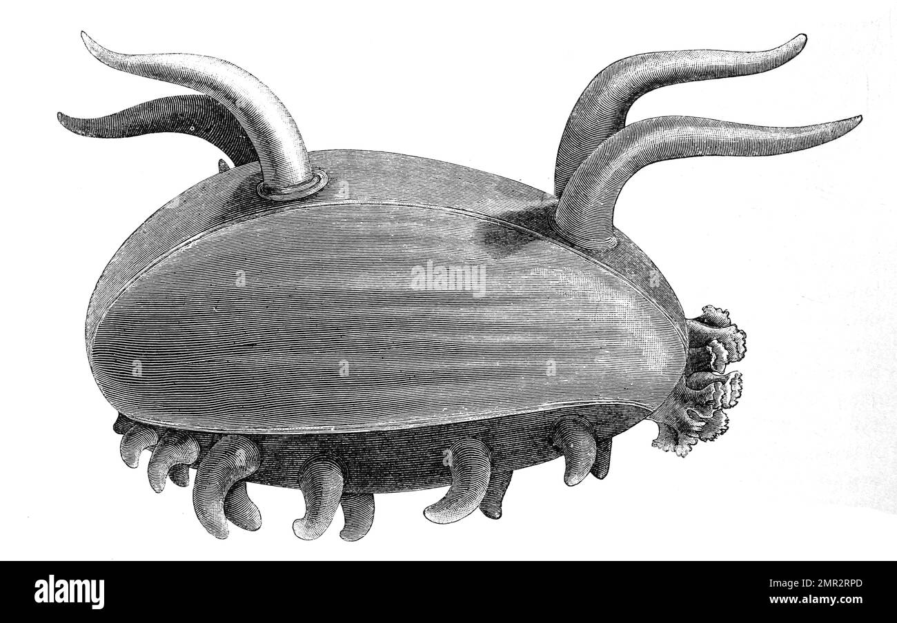Scotoplana globosa, Historisch, digital restaurierte Reproduktion von einer Vorlage aus dem 19. Jahrhundert Stock Photo