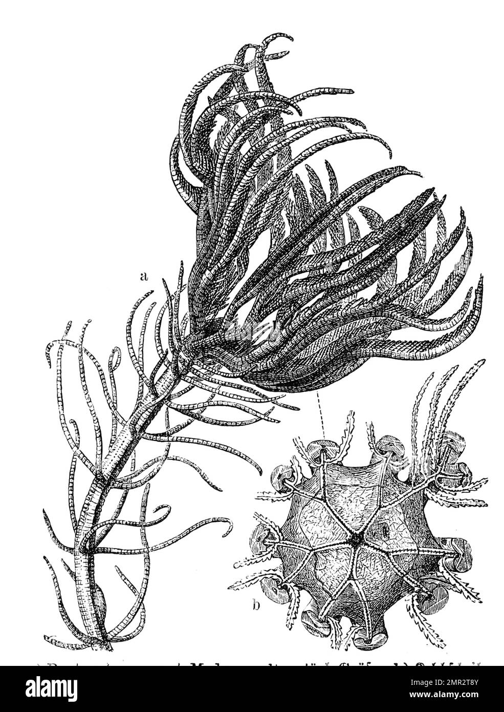 Pentacrinus caput Medusae,zur Familie der Seesterne gehörend, Historisch, digital restaurierte Reproduktion von einer Vorlage aus dem 19. Jahrhundert Stock Photo