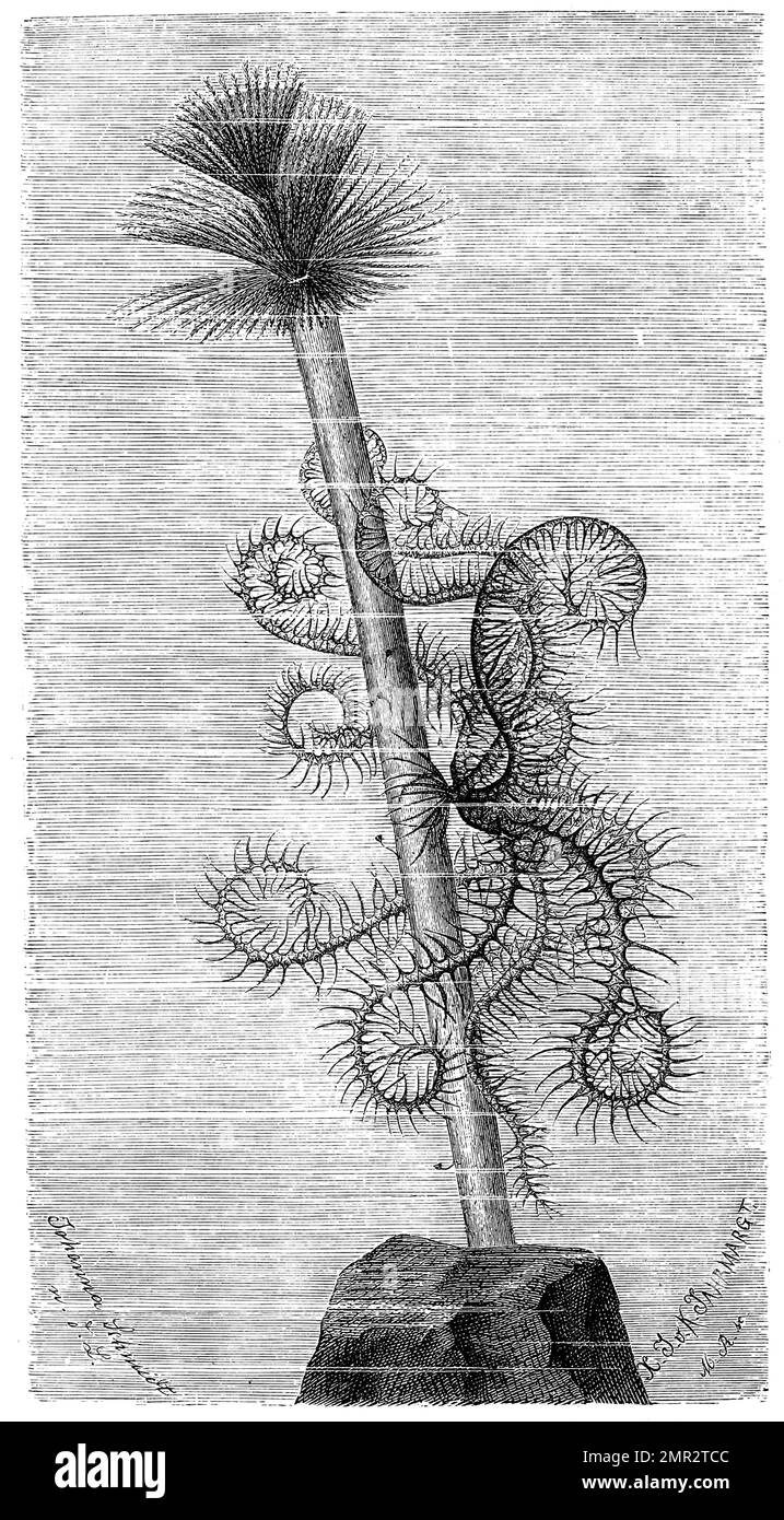 Mittelländischer Haarstern, Comatula mediterranea, Historisch, digital restaurierte Reproduktion von einer Vorlage aus dem 19. Jahrhundert Stock Photo