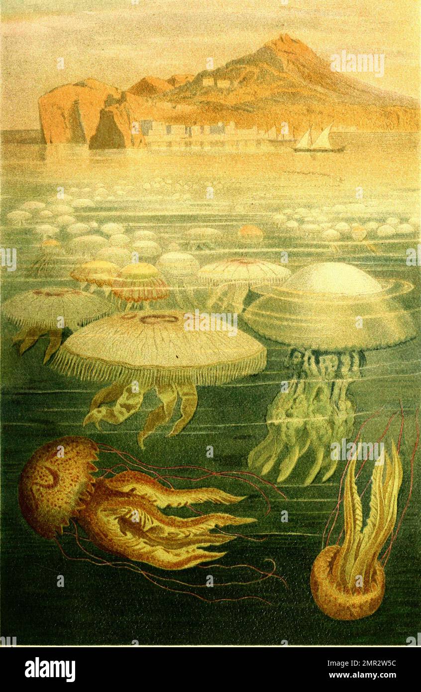 Schirmquallen oder Scheibenquallen, Scyphozoa sind eine Klasse der Nesseltiere, Historisch, digital restaurierte Reproduktion von einer Vorlage aus dem 19. Jahrhundert Stock Photo