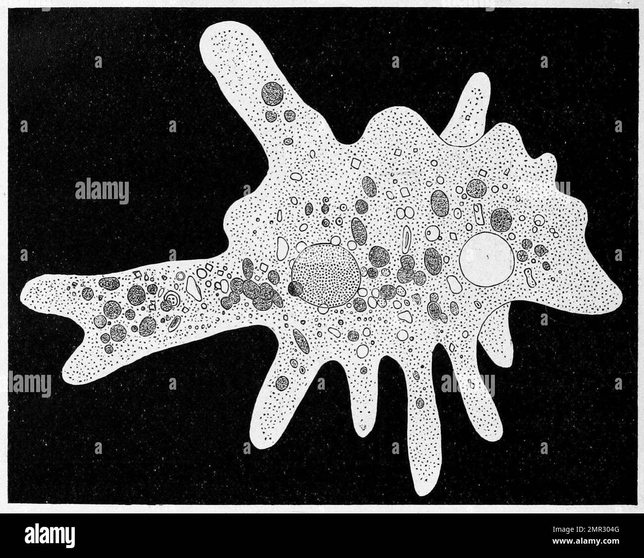Amoeba proteus, eine große Amöbenart, die eng mit einer anderen Gattung von Riesenamöben, Chaos, verwandt ist, Historisch, digital restaurierte Reproduktion von einer Vorlage aus dem 19. Jahrhundert Stock Photo