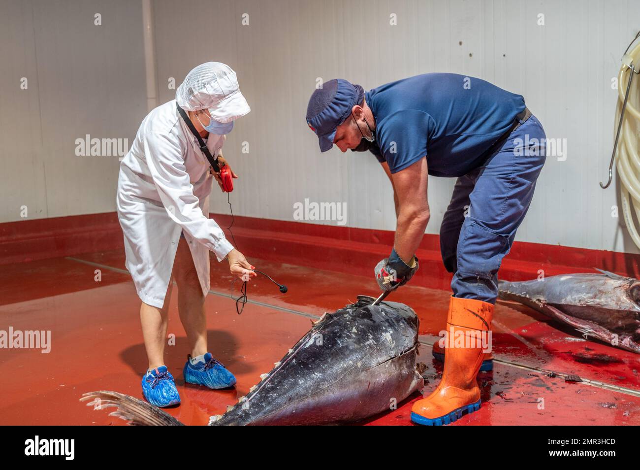 Cutting and prepping fish for canning process, Fish canning factory
