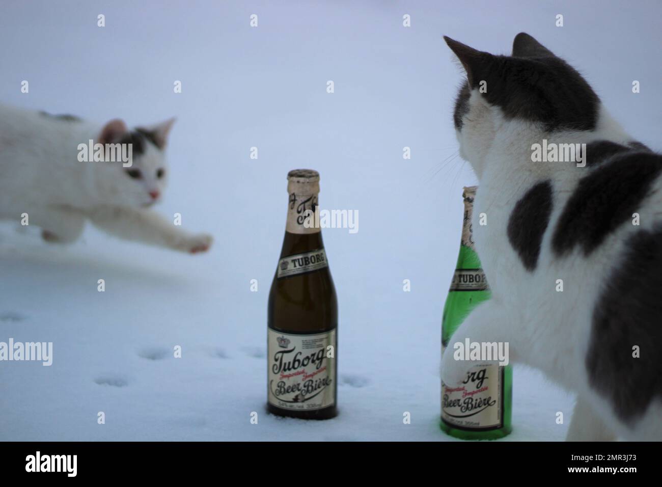 White cats in the snow with old beer bottles Stock Photo