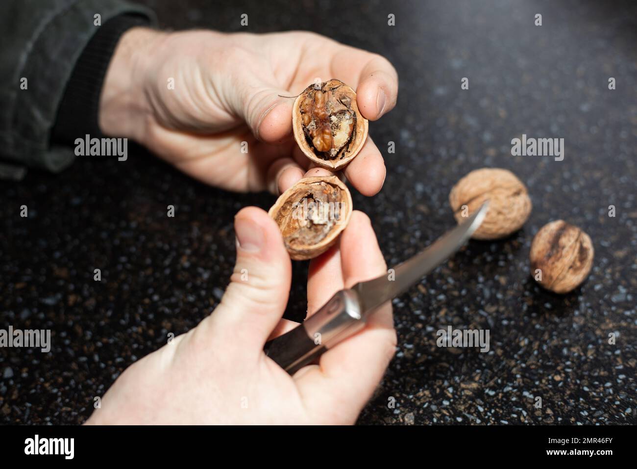 A man peeled a walnut that was spoiled. Infestation of the fruit by the walnut moth. Stock Photo