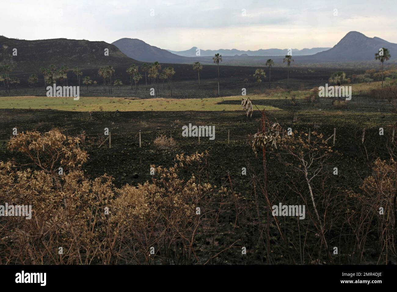 A large swath of land charred by wildfires stands in the Chapada dos