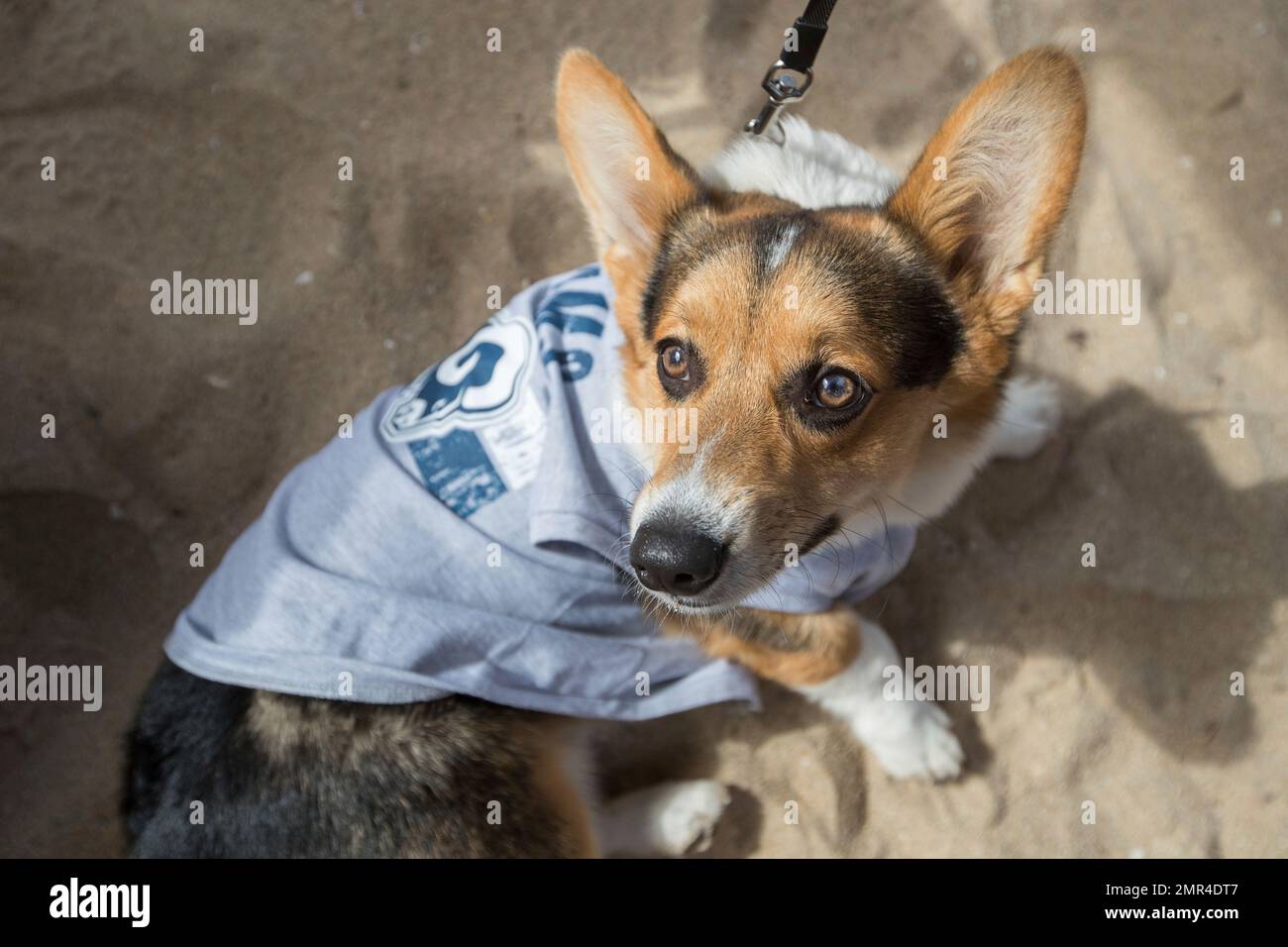 IMAGE DISTRIBUTED FOR NFL - A corgi dog dressed in Los Angeles Rams pet gear  participates in a fashion show at NFL Corgi Beach Day, Saturday, Oct. 28,  2017 in Huntington Beach,
