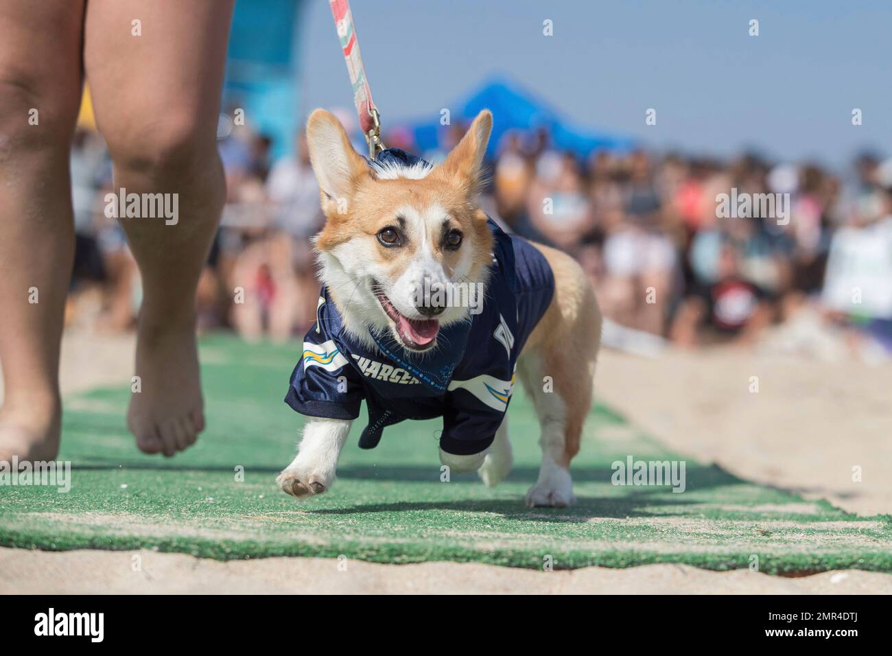 IMAGE DISTRIBUTED FOR NFL - A corgi dog dressed in Dallas Cowboys pet gear  participates in a fashion show at NFL Corgi Beach Day, Saturday, Oct. 28,  2017 in Huntington Beach, Calif. (