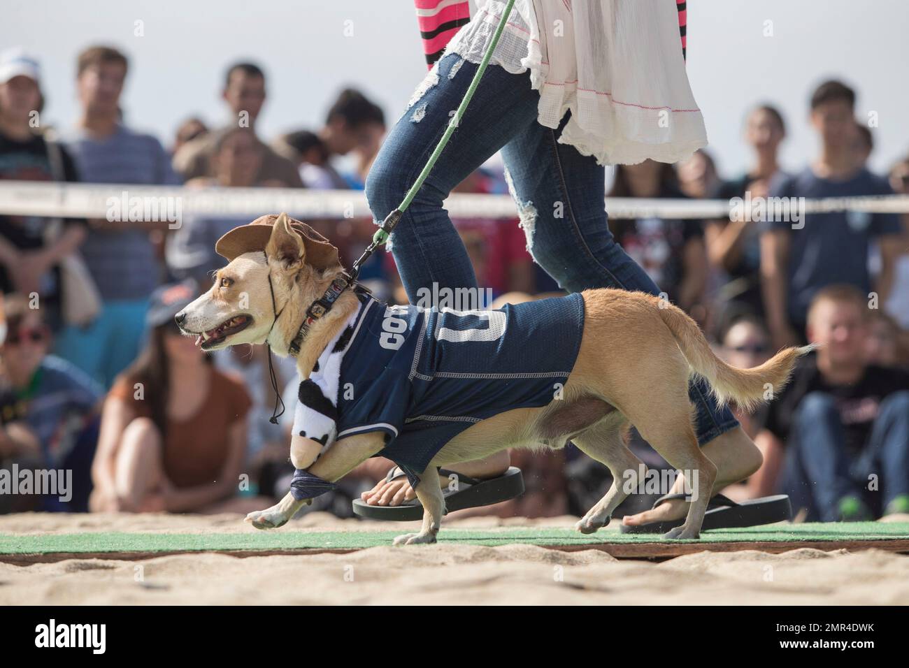 dallas cowboys pet gear