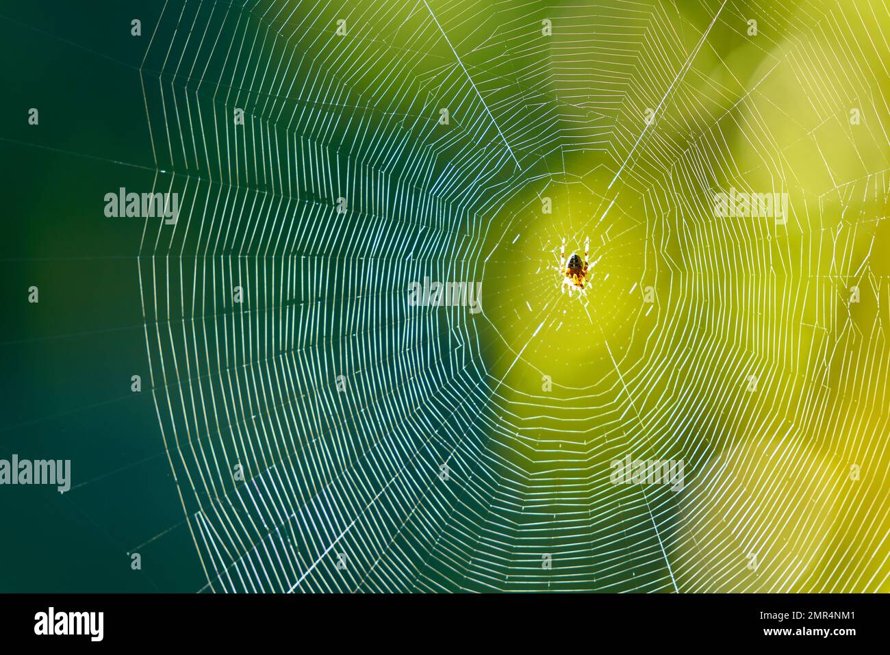 Spider Web Backlit in Sun. A spider waits for prey on its web Stock ...