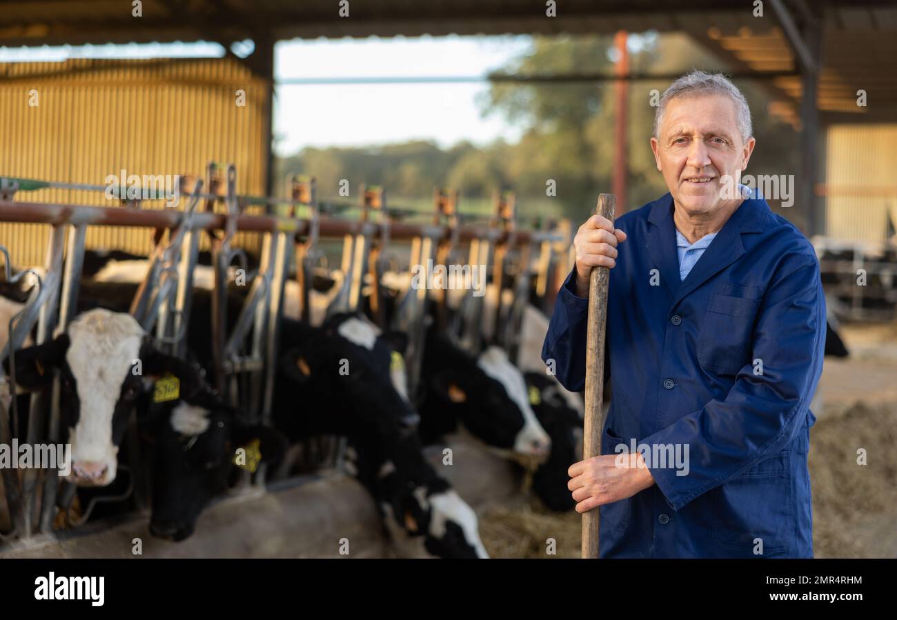 Experienced aged farmer posing near stall with dairy cows Stock Photo ...
