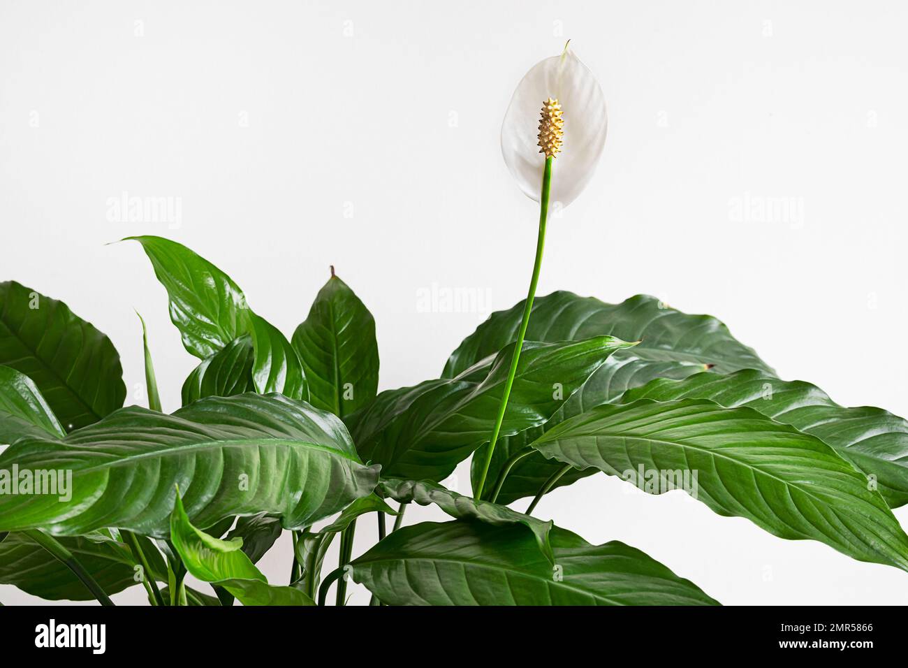 Blooming Spathiphyllum or Peace lily plant close-up, home gardening and connecting with nature Stock Photo
