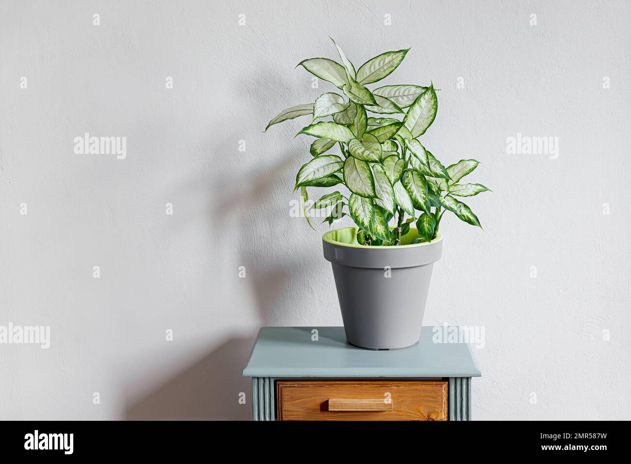 Dieffenbachia or Dumb cane plant in a gray flower pot on a gray table in daylight room, home gardening and connecting with nature Stock Photo