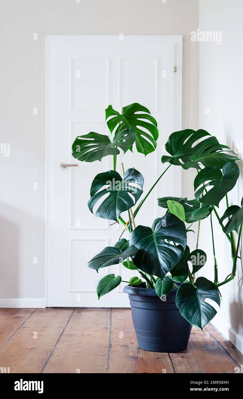 Plant of Monstera deliciosa in gray pot in a light room, home gardening and  connecting with nature Stock Photo - Alamy