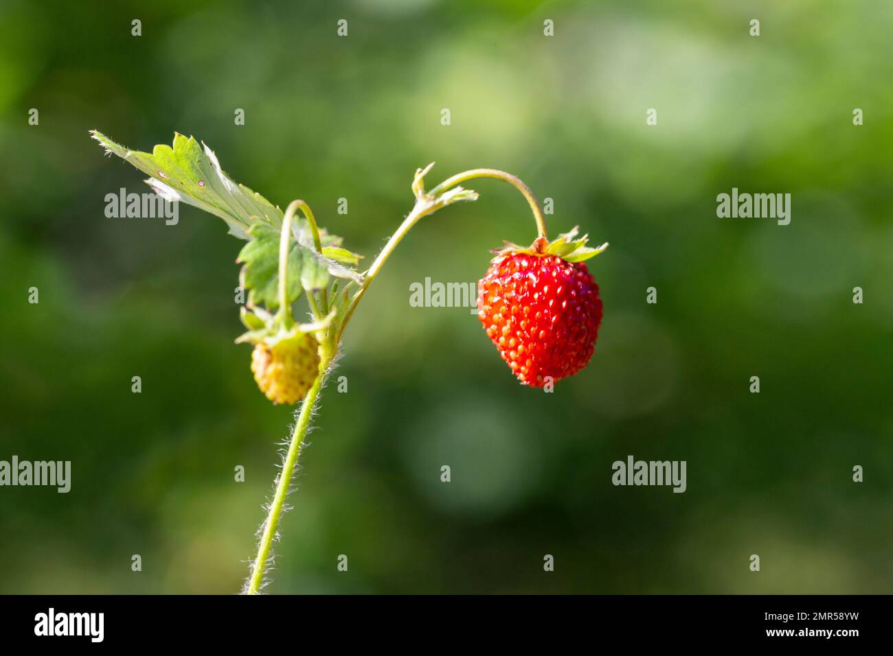 Red and green strawberry berries, close up. Wild strawberries bush in ...