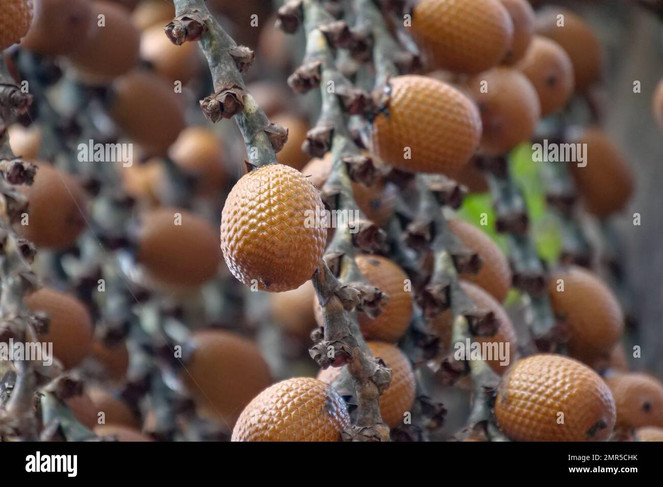Brown Buriti fruit hanging from Mauritia flexuosa, known as the moriche palm, ité palm, ita, buriti, muriti, miriti, canangucho, acho, or aguaje, is a Stock Photo