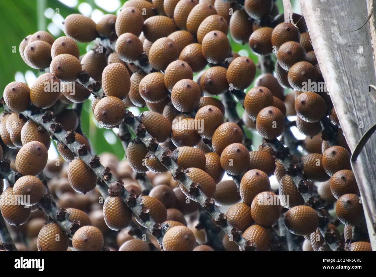 Brown Buriti fruit hanging from Mauritia flexuosa, known as the moriche palm, ité palm, ita, buriti, muriti, miriti, canangucho, acho, or aguaje, is a Stock Photo