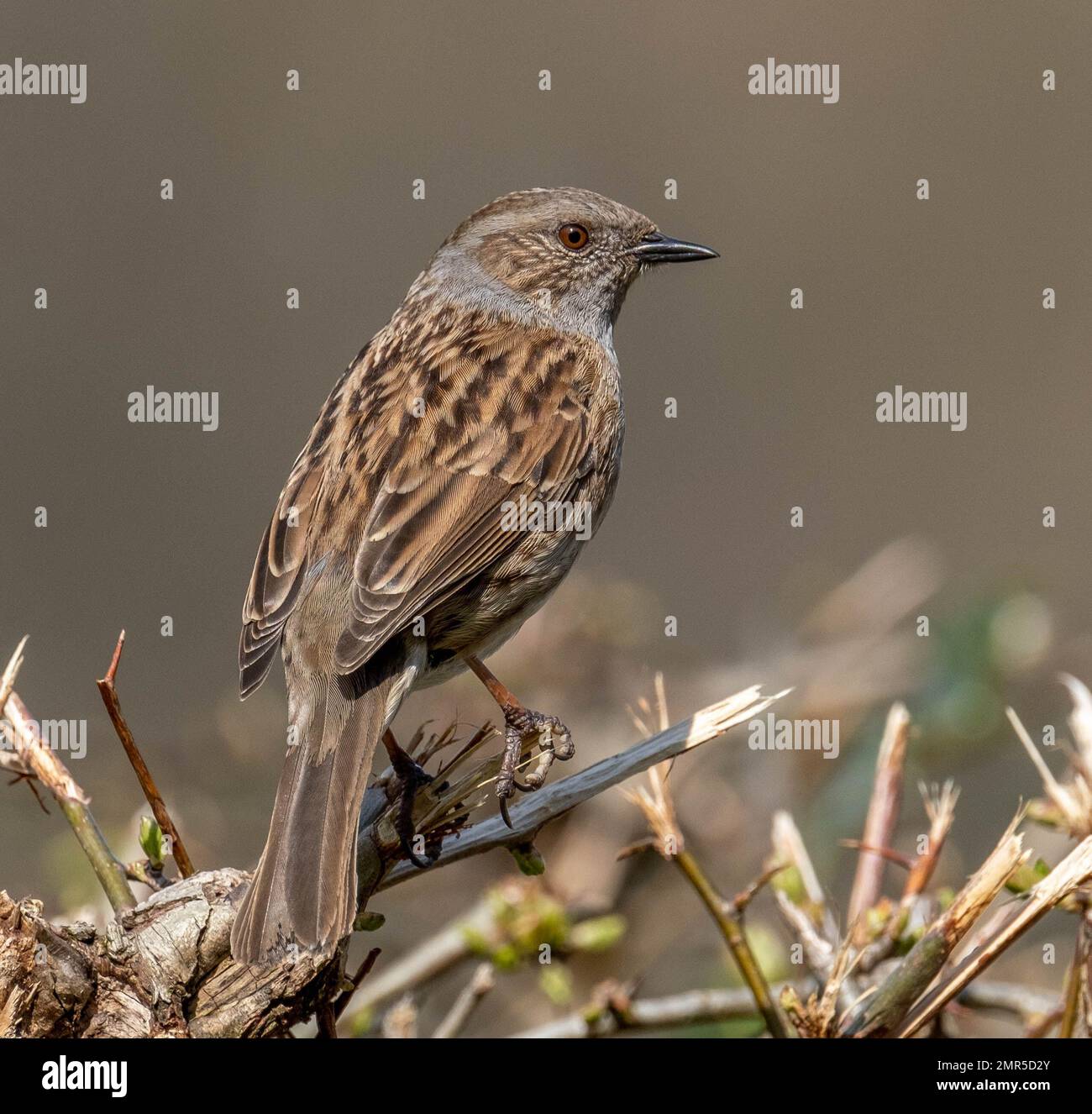 dunnock perched on a hedge Stock Photo