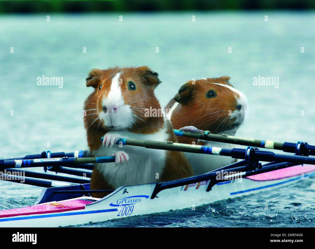 Emu runs loose in Lone Peak, officials give tips on raising one as a pet |  ABC4 Utah, image size:1300x1028
