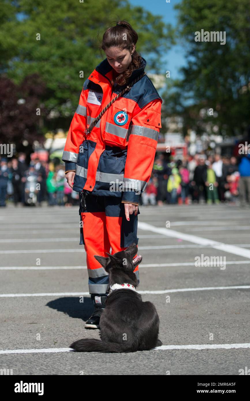 PEZINOK, SLOVAKIA - MAY 8, 2016: Demonstration of skills of trained police dogs in Pezinok, Slovakia Stock Photo