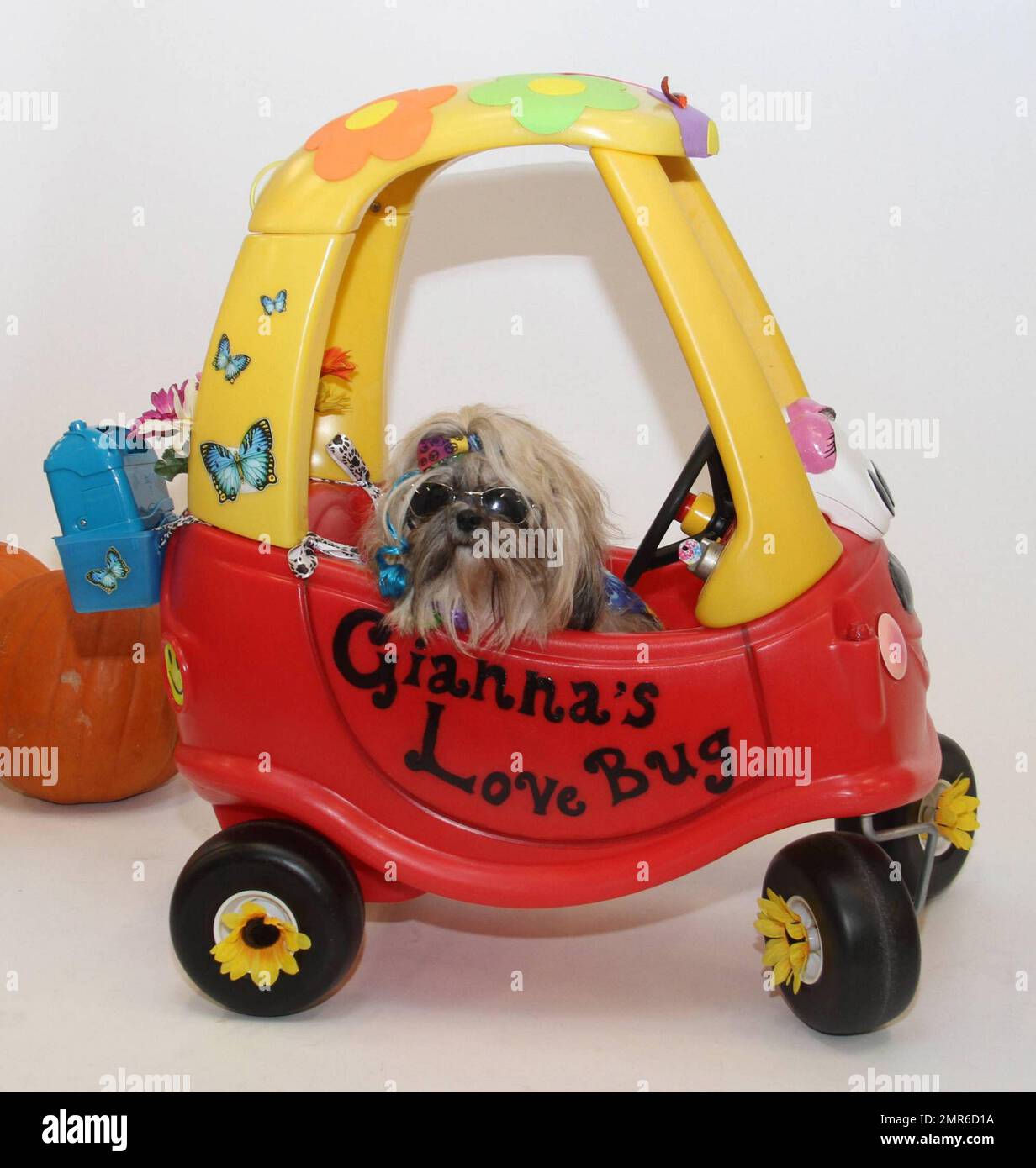 Hot poochies pet hotel Store