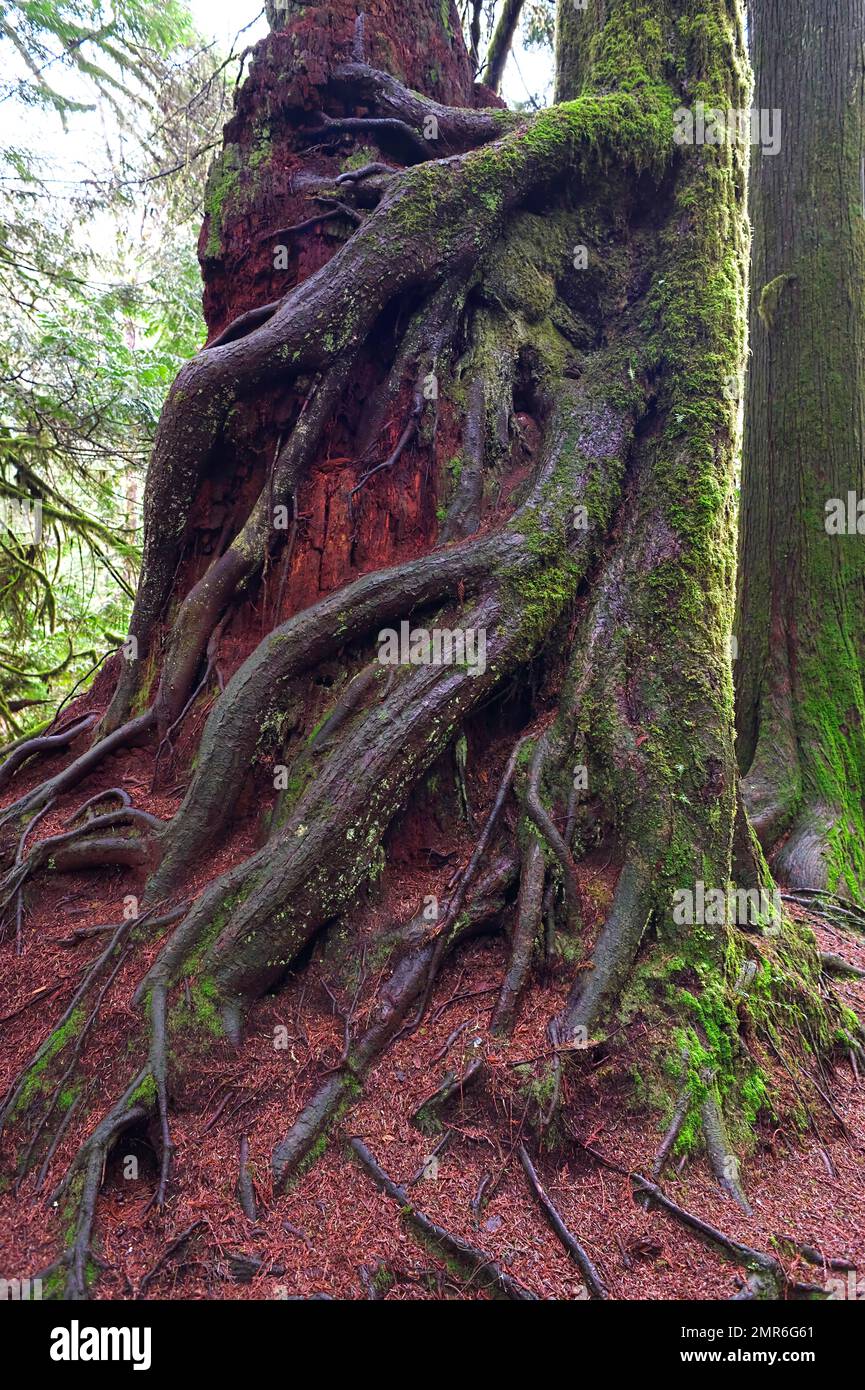 A Western red cedar (Thuja plicata) with tree roots winding around a decaying stump in Kanaka Creek Regional Park,  Maple Ridge, B. C., Canada. Stock Photo