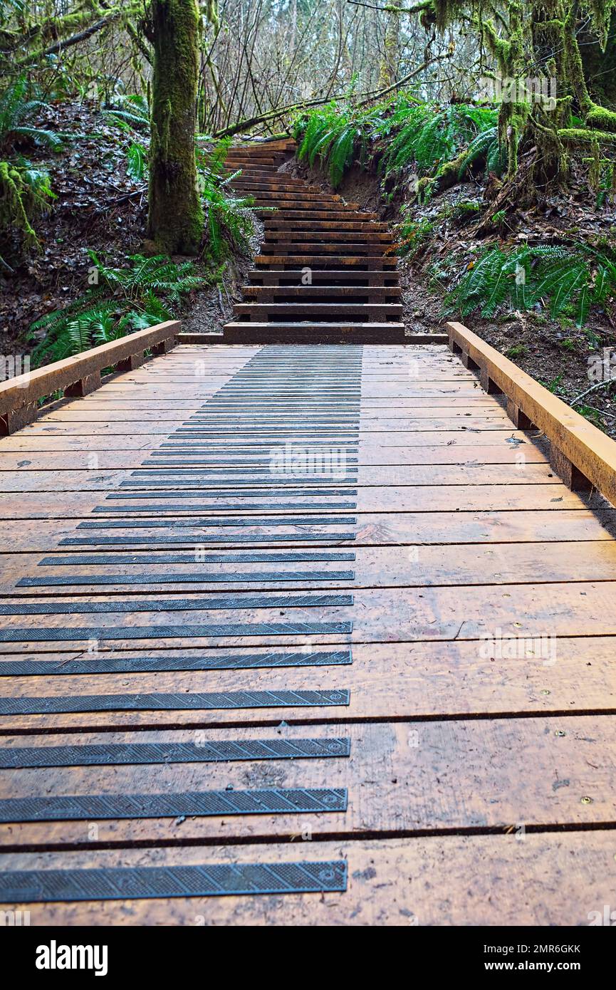 A boardwalk leading to wooden steps along a trail in Kanaka Creek Regional Park in the Pacific Northwest - Maple Ridge, B. C., Canada - vertical. Stock Photo