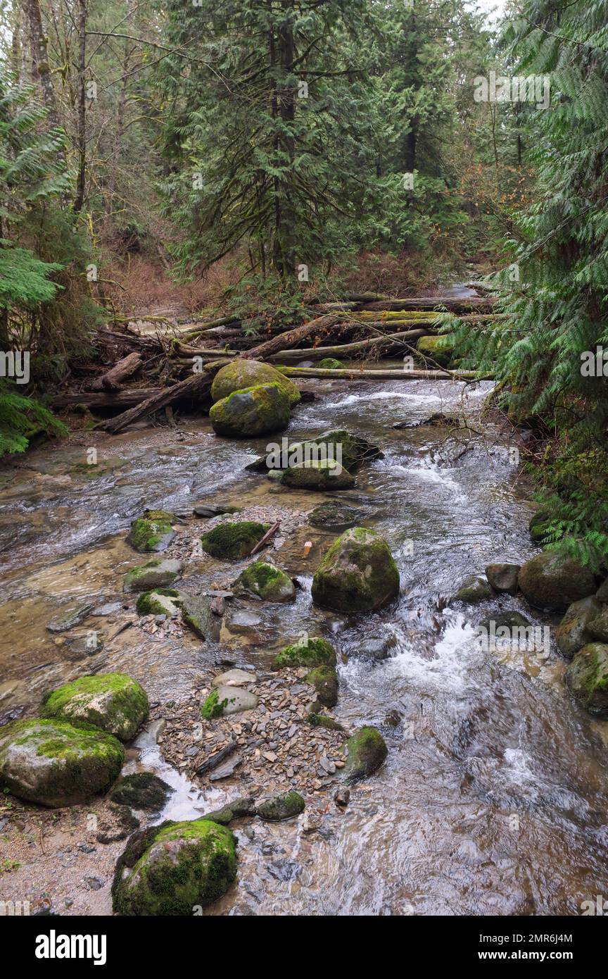A log jam blocking a creek after a windstorm in Kanaka Creek Regional Park in the Pacific Northwest - Maple Ridge, B. C., Canada - vertical. Stock Photo