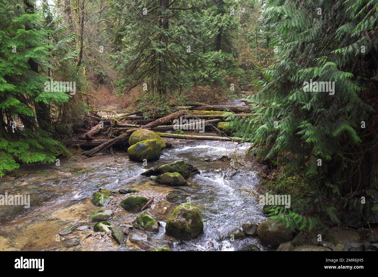 A log jam blocking a creek after a windstorm in Kanaka Creek Regional Park in the Pacific Northwest - Maple Ridge, B. C., Canada. Stock Photo
