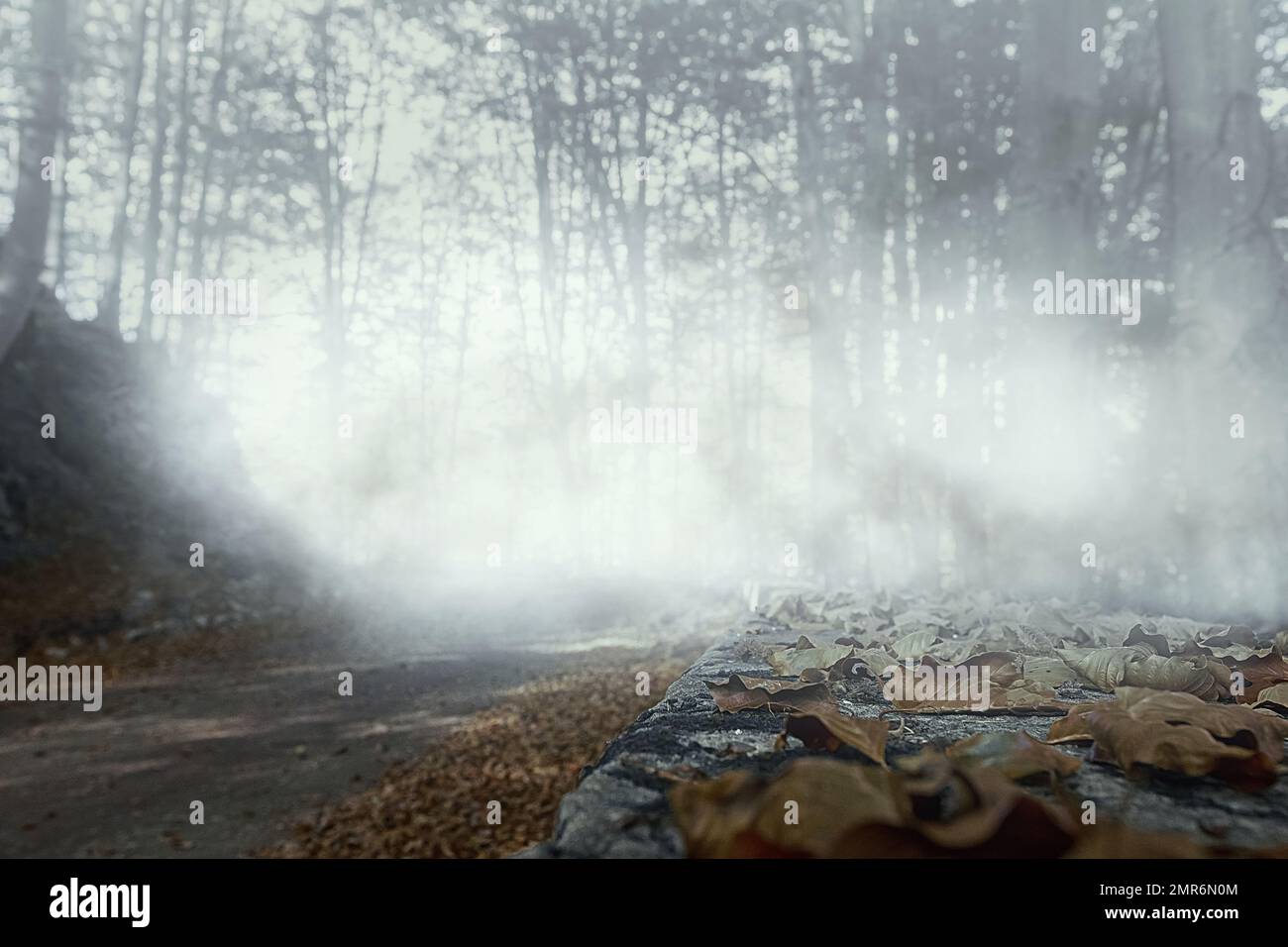 Lost place. Abandoned resort. Fog among the trees. Forgotten in the forest. High quality photo Stock Photo