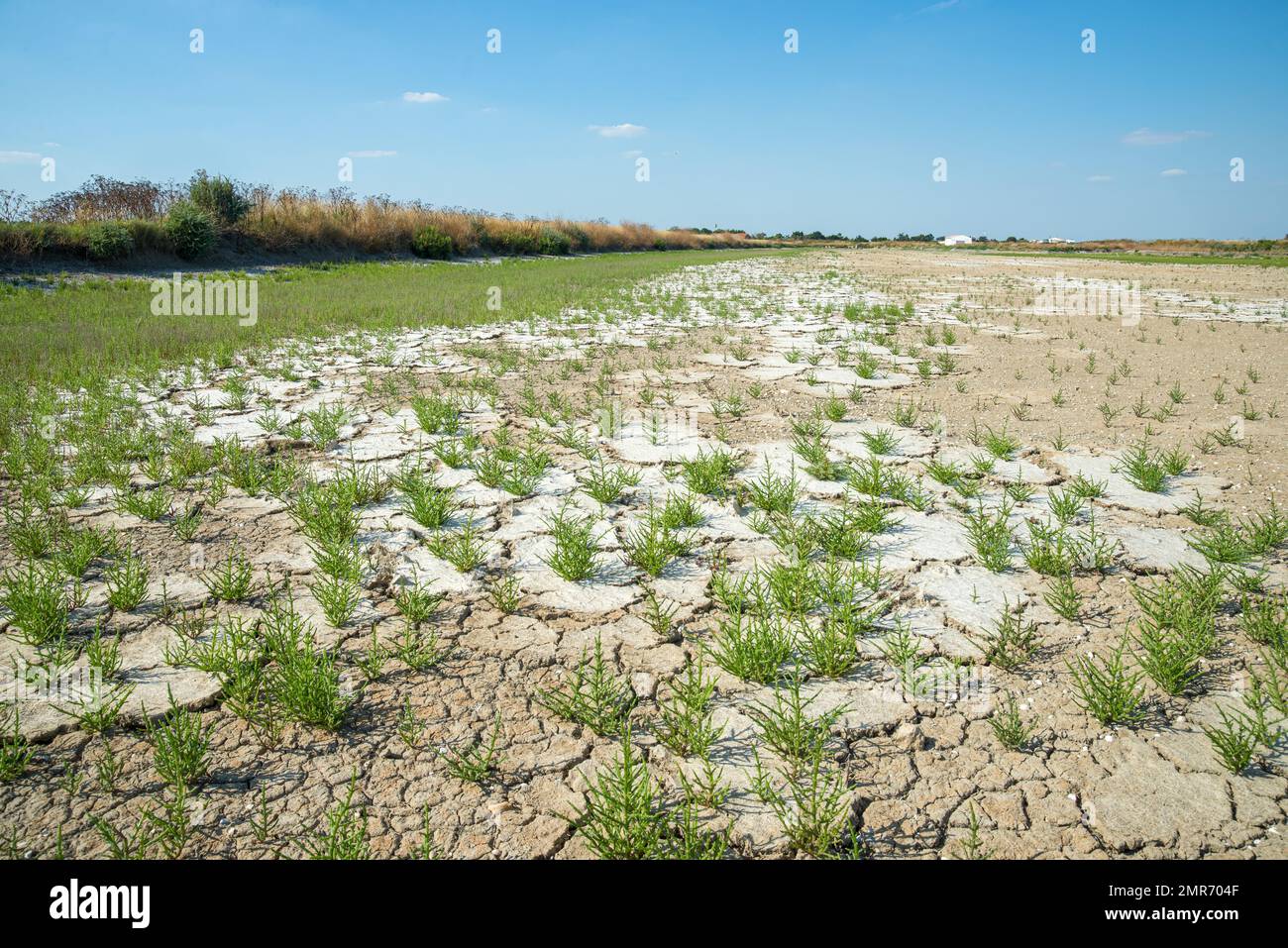 Salicornia europaea Common samphire plants in salt marsh with dry cracked soil on Atlantic coastal island of Ile de Ré, Charente Maritime, France Stock Photo