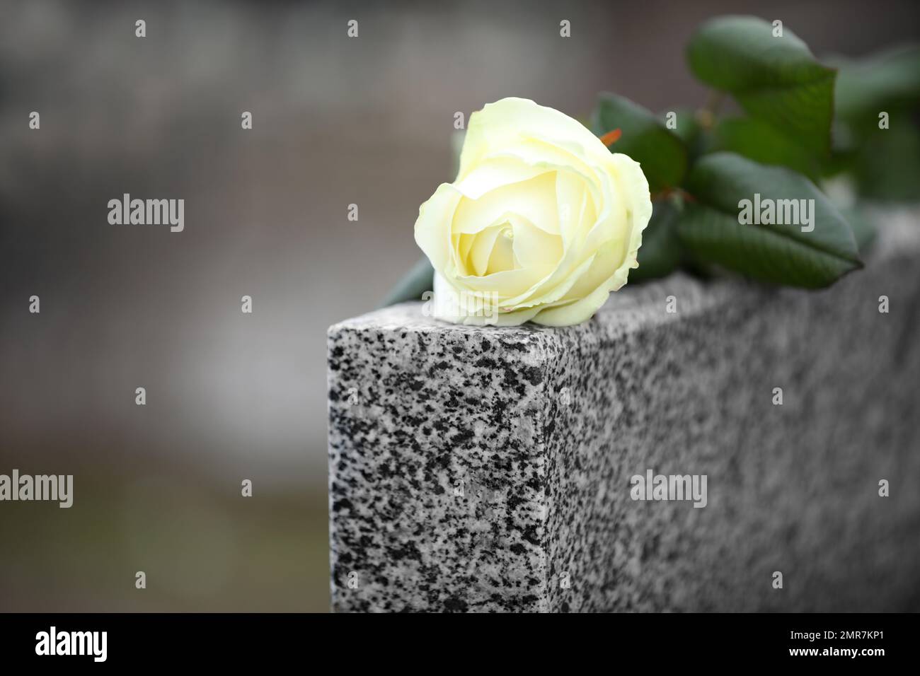 White rose on grey granite tombstone outdoors. Funeral ceremony Stock