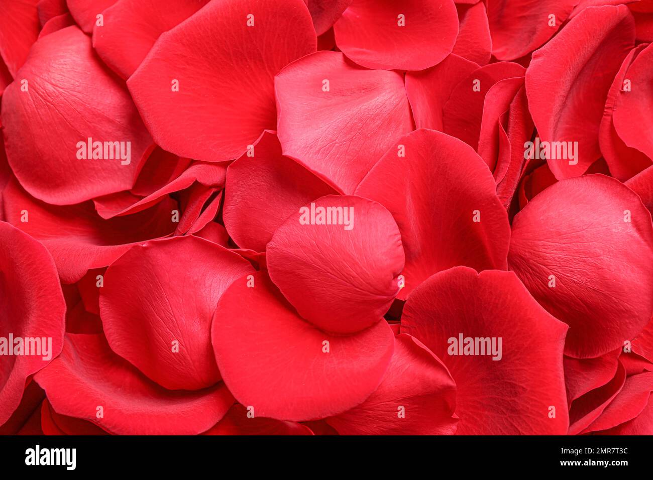 Fresh red rose petals as background, closeup Stock Photo Alamy