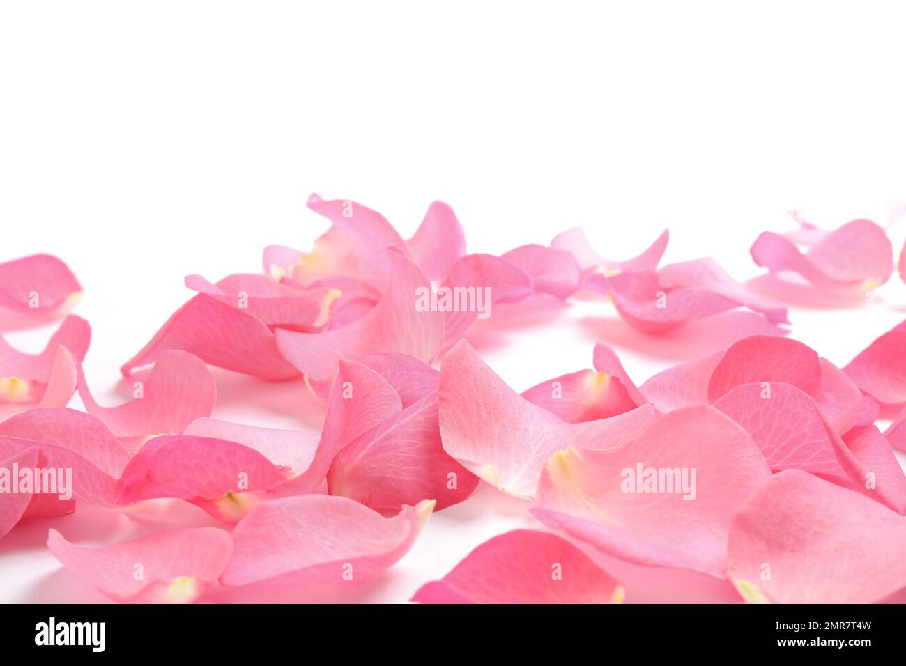 Fresh pink rose petals on white background Stock Photo - Alamy