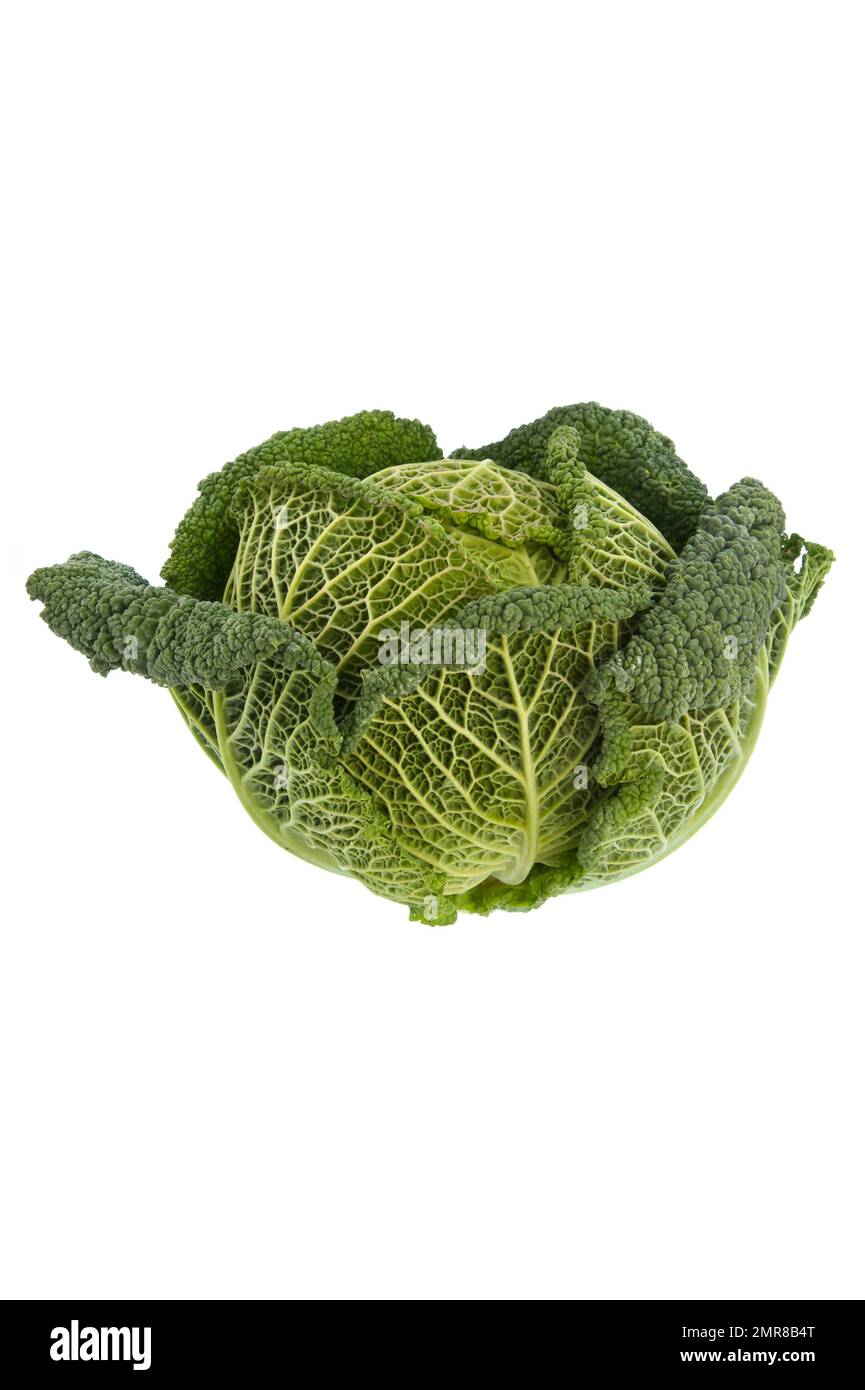 Savoy cabbage, studio shot against a white background Stock Photo
